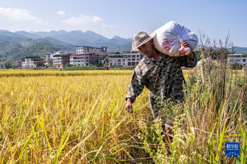 白菜在线论